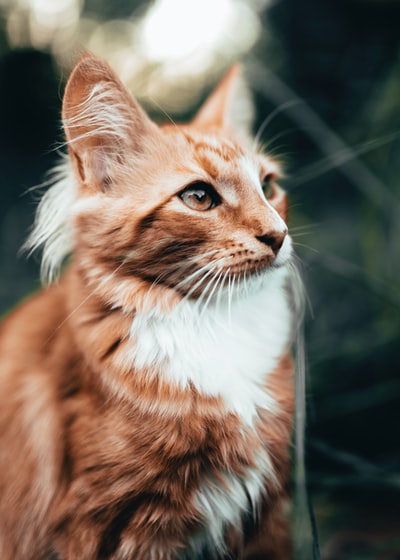 White and orange cat
